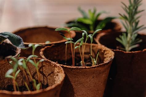 金錢樹室內|金錢樹種植指南：打造你的室內財運！ 